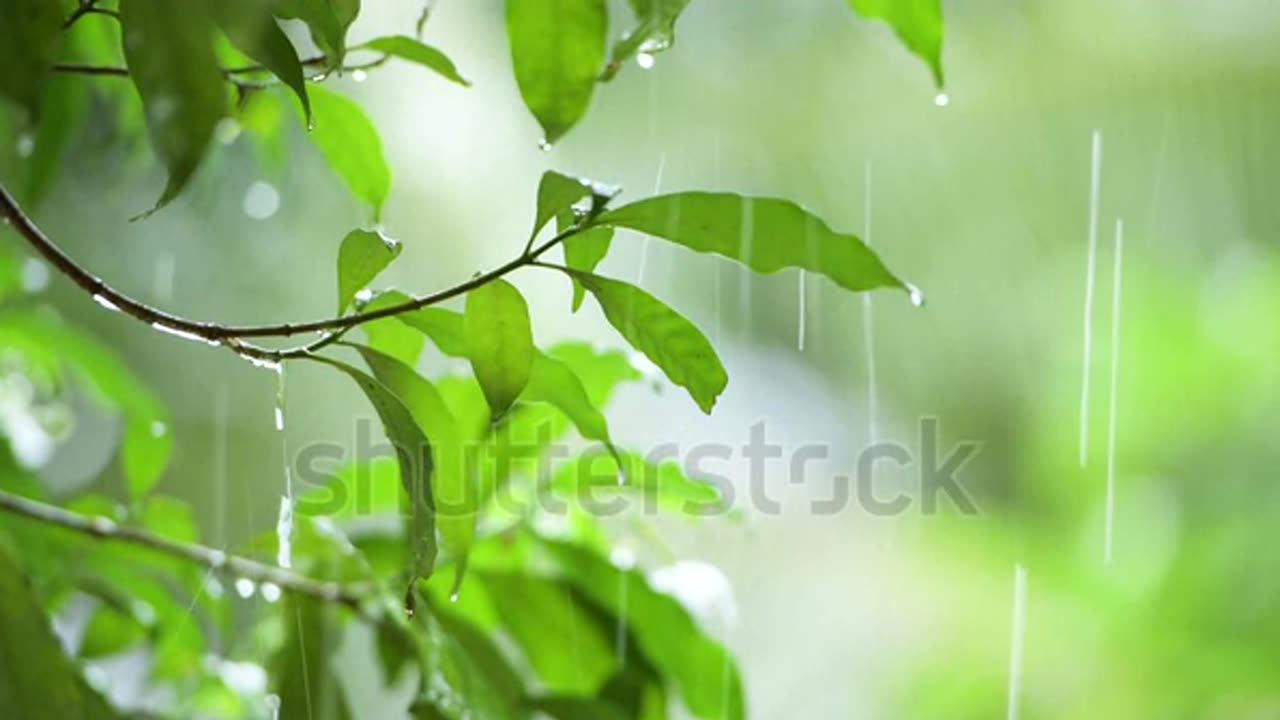 raining shower in the dense forest, close-up of rainfall in jungle, water droplets