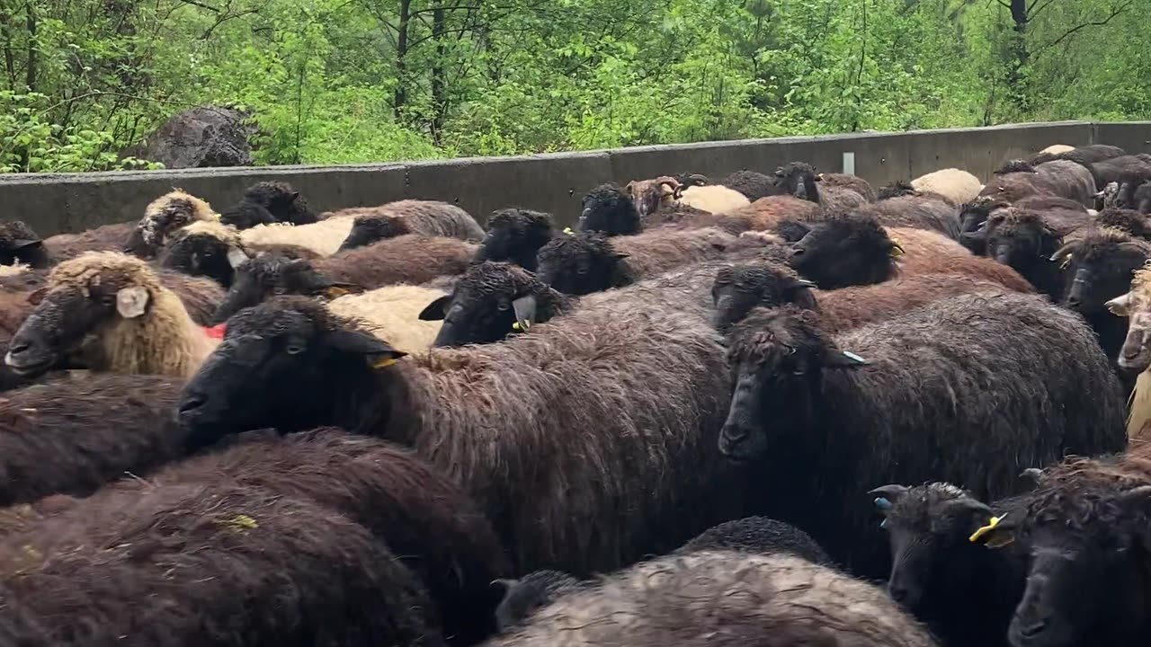 A Flock of Sheep Walking along a Road