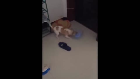 Cute and Funny Cat Dog