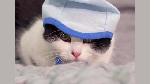 Funny Cat