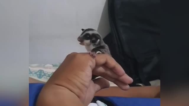 when the sugar glider is angry but very cute to look at