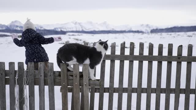 Beauty Cat In The Snow