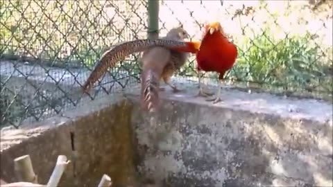 Beautiful Golden Pheasants and wading birds