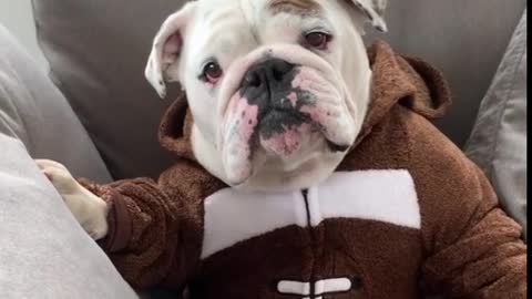 this dog is very cute, when eating snacks and watching tv