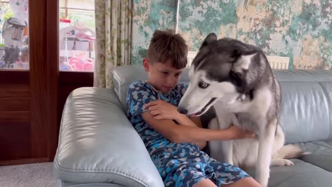 The Most PROTECTIVE Husky EVER!"".