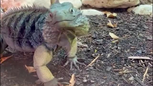 Is it a lizard or a chameleon?