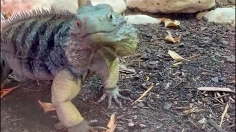 Is it a lizard or a chameleon?