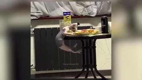 Funny animal video😂😂😂