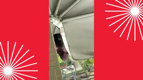 GRANNY PRANK, THE SUSPICIOUS AND THE RELAXED TEACHER