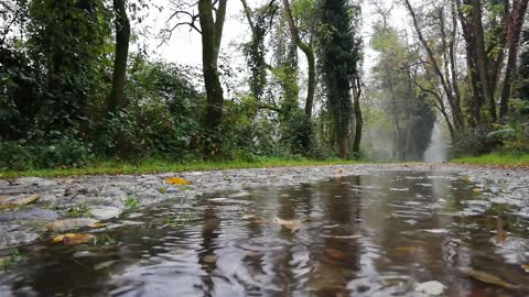 rainy day // forest rainy day