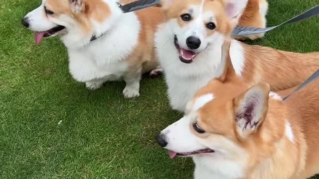 What is it like to walk many corgis together on the lawn?