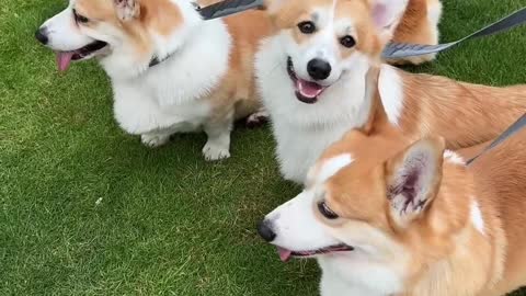 What is it like to walk many corgis together on the lawn?