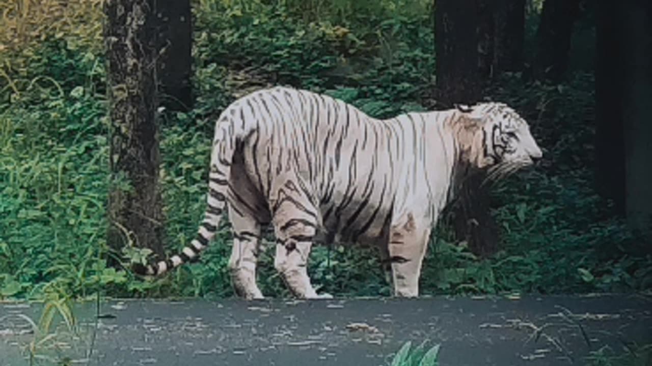 Rare syberian tiger