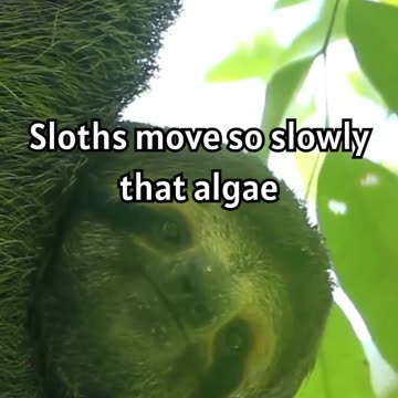 The Amazing Adaptations of Sloths_ How Algae Camouflage Them in the Wild! 🌿