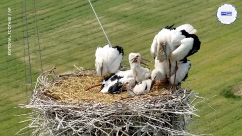 Bird nest sits on tall transmission tower