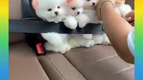 Cute and Funny Dog Videos