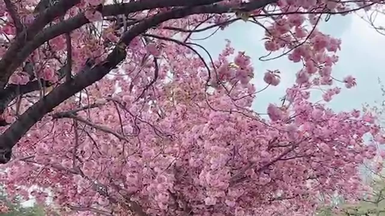 The double cherry blossoms have bloomed beautifully.