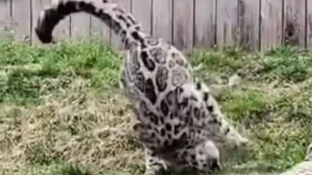 Snow leopards are so goofy and dramatic