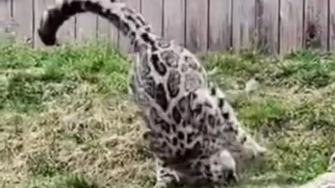 Snow leopards are so goofy and dramatic