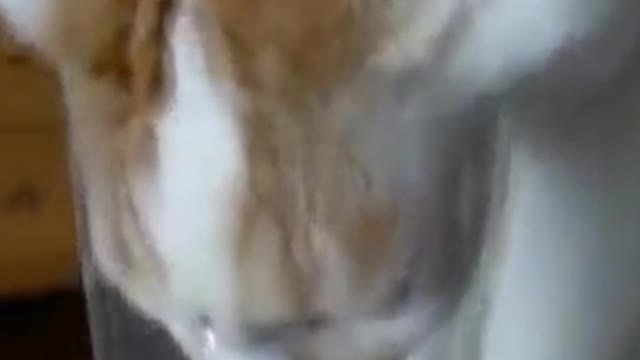 Funny Cat Drinking Water Of New Style