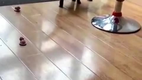 Funny Cat 🐈😺 videos