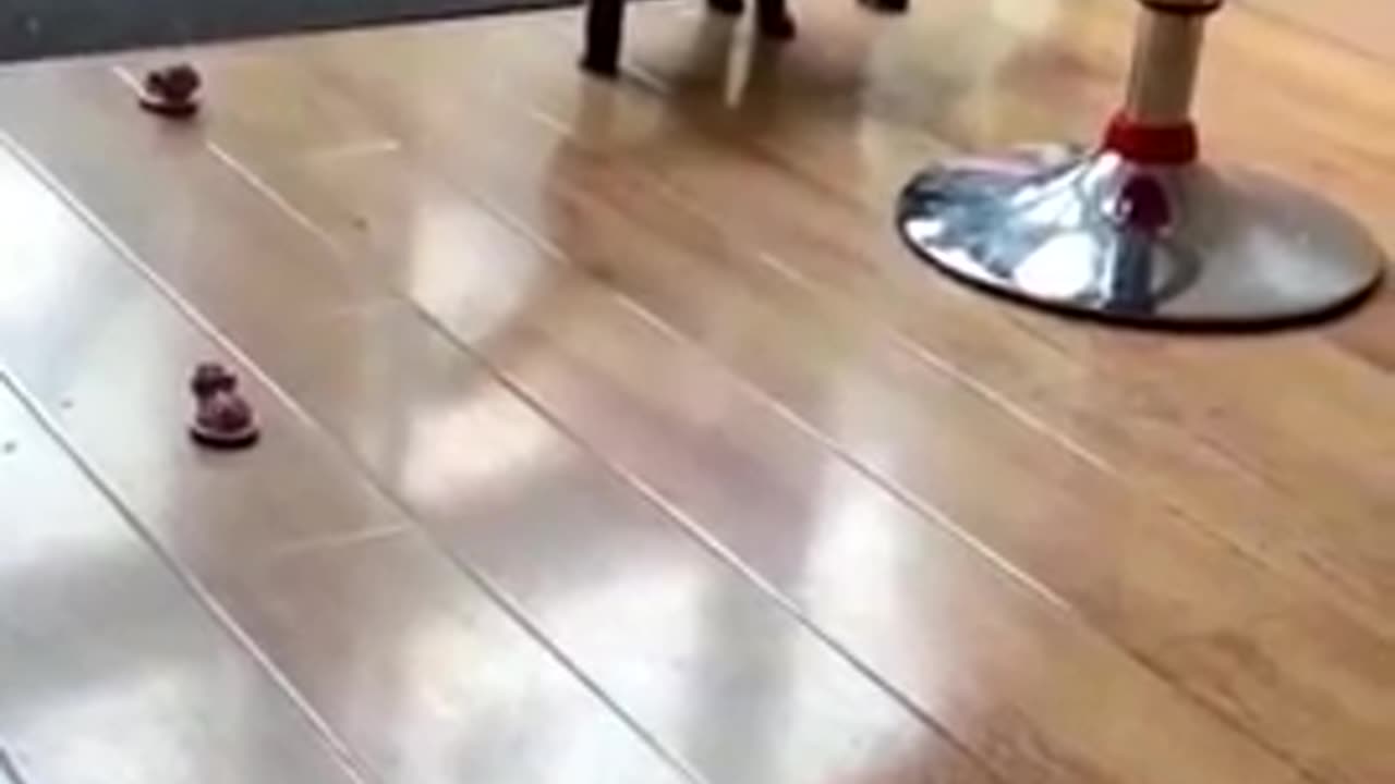 Funny Cat 🐈😺 videos