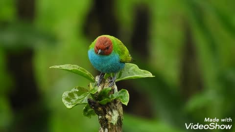 beautiful this bird.