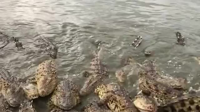 Crocodile lunchtime in ocean