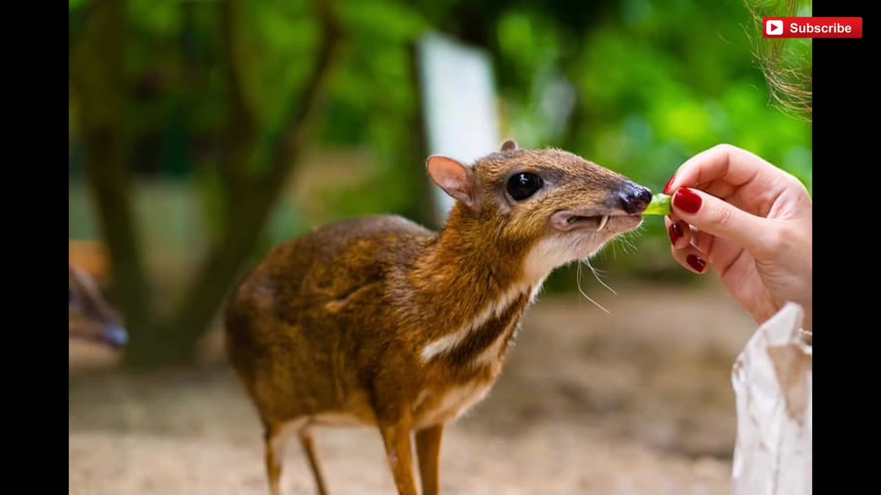 The Mouse-deer is also known as the Chevrotain