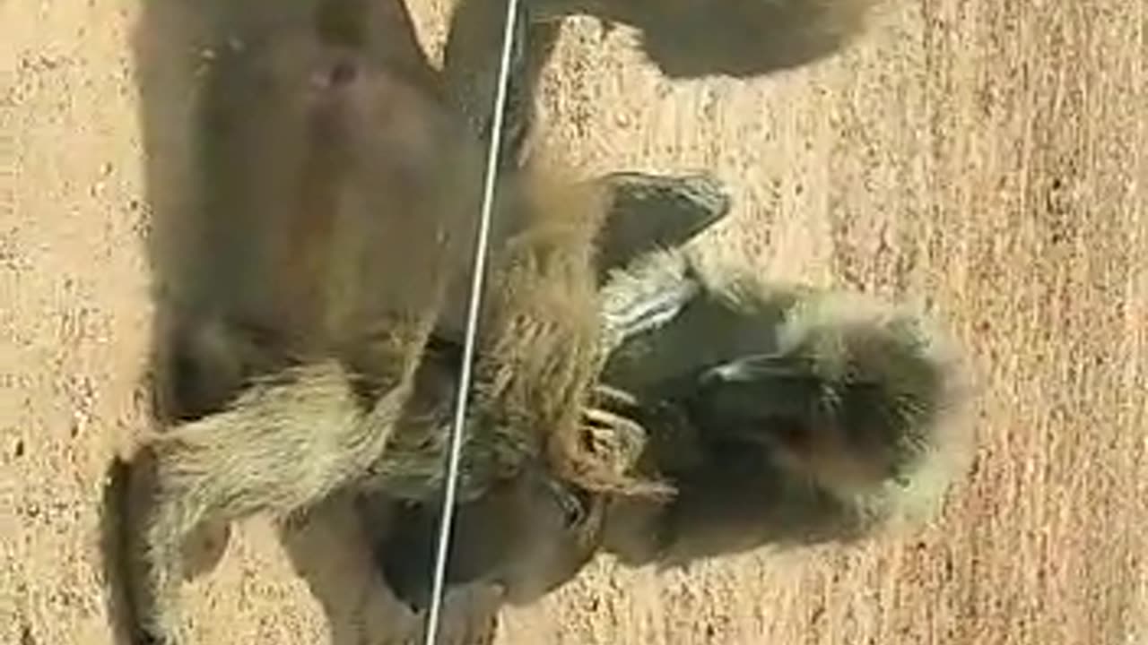 Funny vidéo singe