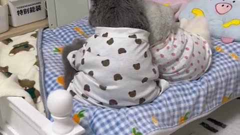 Cat family,cat short video