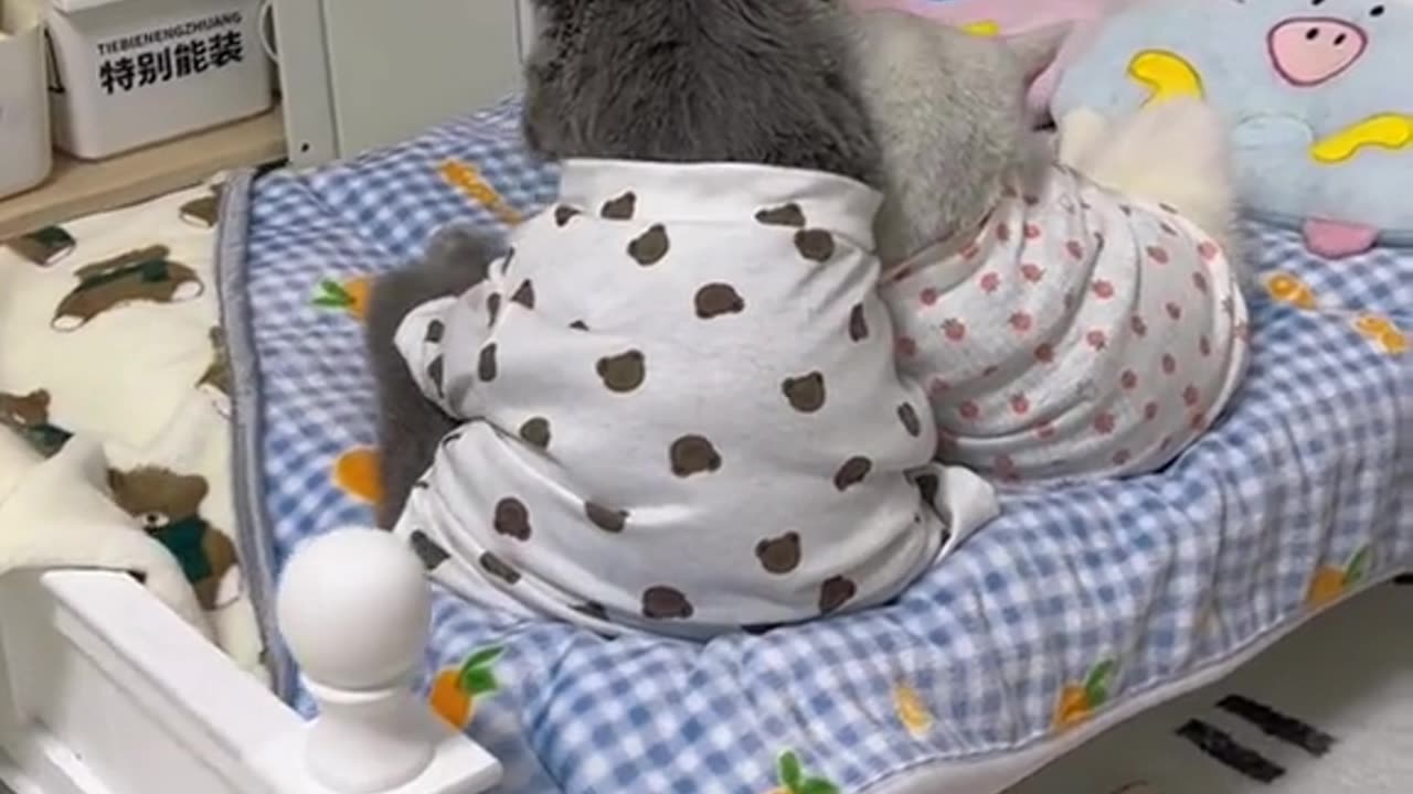 Cat family,cat short video