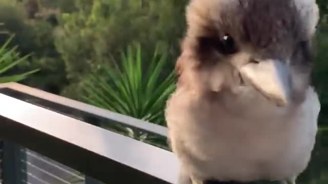 Adorable Baby Kookaburra Demonstrates its Signature Laugh ||