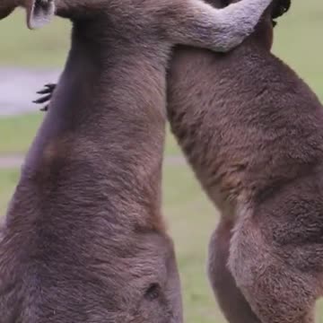 Animals Battle Kangaroo cutes