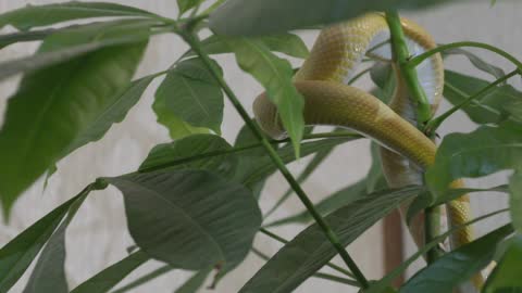 Yellow Snake on Green Plant