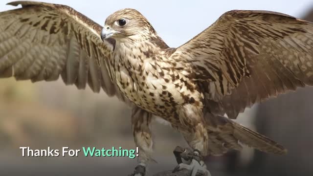 Merlin eagle is a rare pigeon from North America.