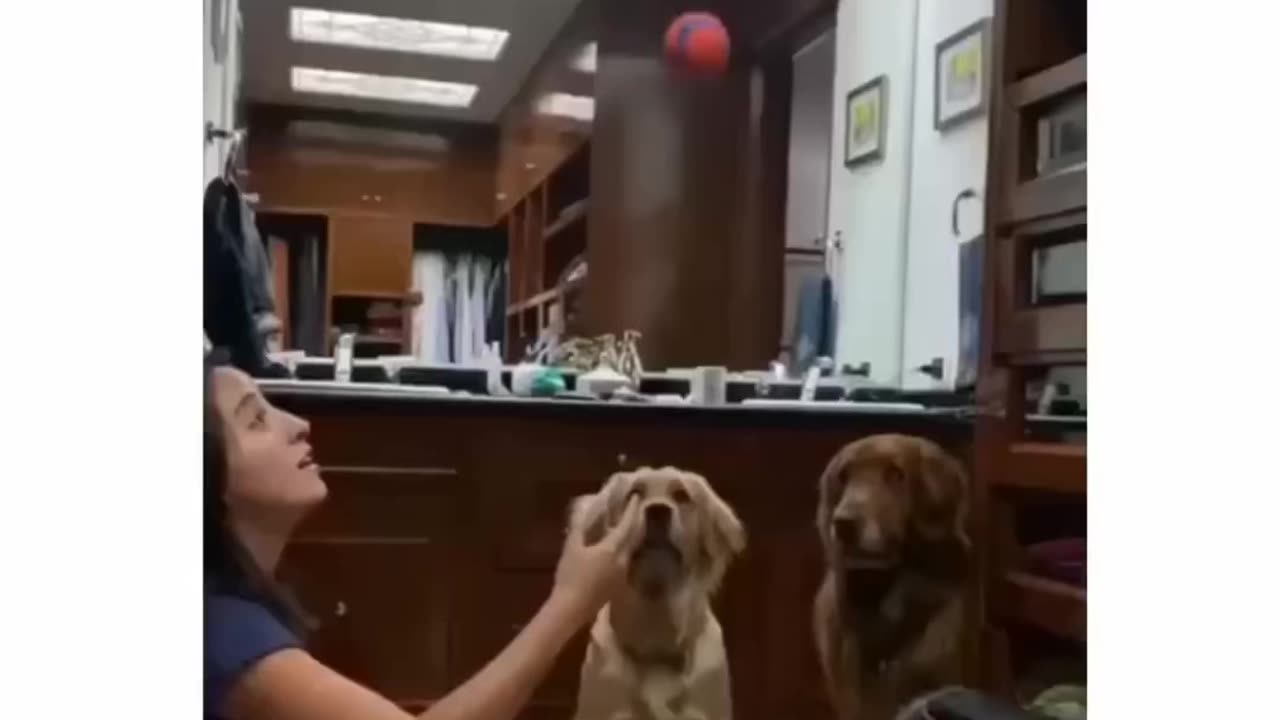 Dogs 🐕 find out what real magic tricks look like 🤣😂😭