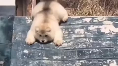 Cute puppy#nice video #funnyvdo#lovely dog