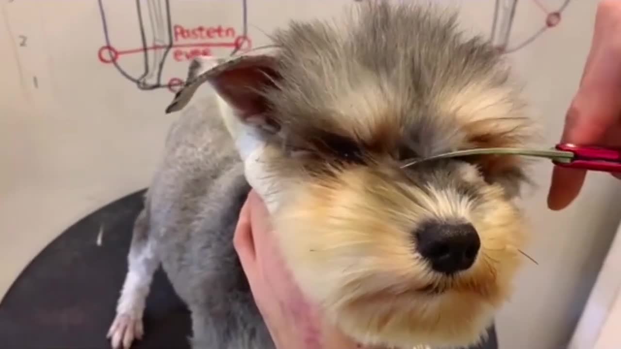 Miniature Schnauzer Puppy Grooming _ Puppy Grooming _ Dog Grooming (1)