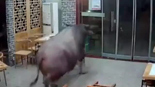 A BULL IN A CHINA SHOP....... FOR REAL!!