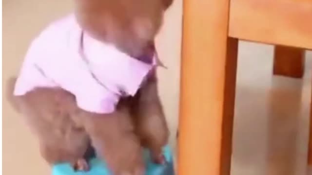 #Funny# Smart#Cute Dog