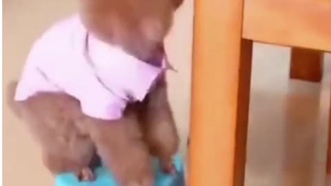 #Funny# Smart#Cute Dog