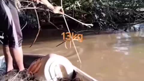 This is a beautiful and charming water-dwelling species