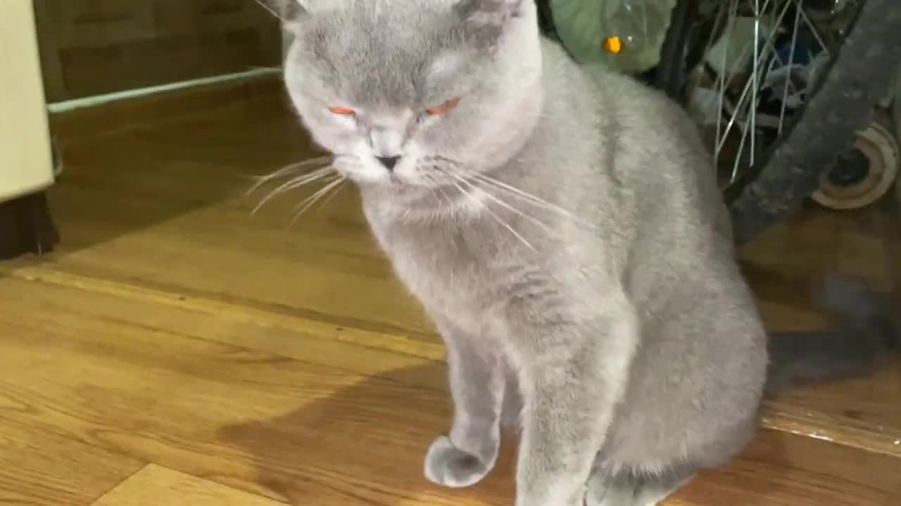 The Cat Won't Let You Touch its Tail for 38 seconds