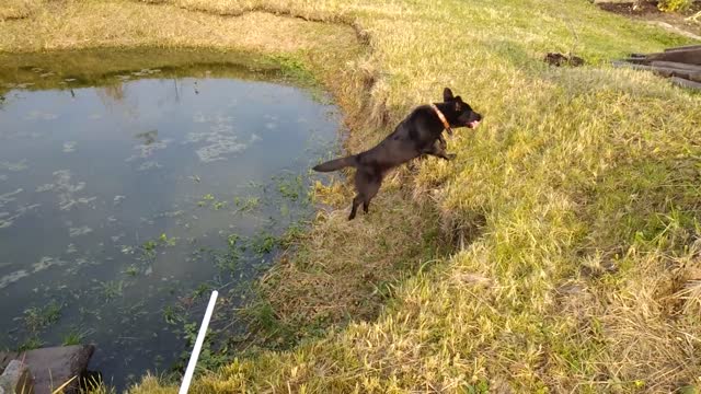 My black labrador playing with his ball