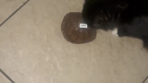 Cat Meets Turtle