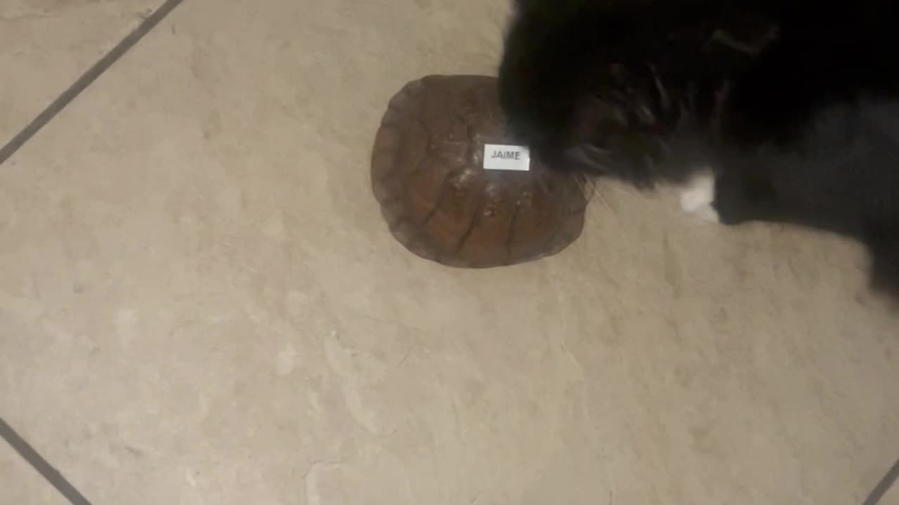 Cat Meets Turtle