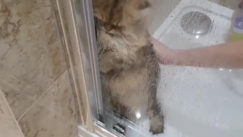 Cute Kitty Cat Doesnt like Showers