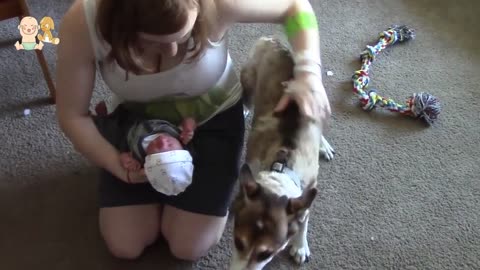 Dogs And Babies Cute Friendship For The First Time Meet Together Dog And Baby