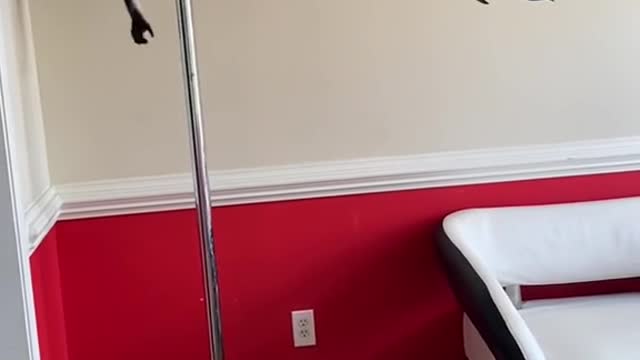Keke is getting better at her parkour skills 🐵💪🏼